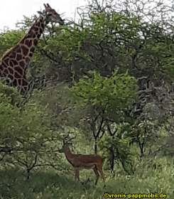 Südafrika