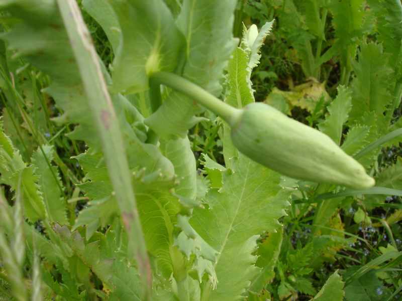  geschlossene mohnblüte 