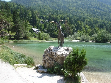 jasnasee