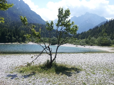 jasnasee