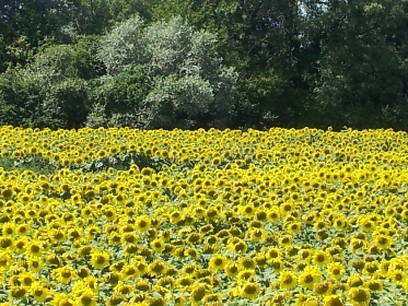 Sonnenblumenfelder